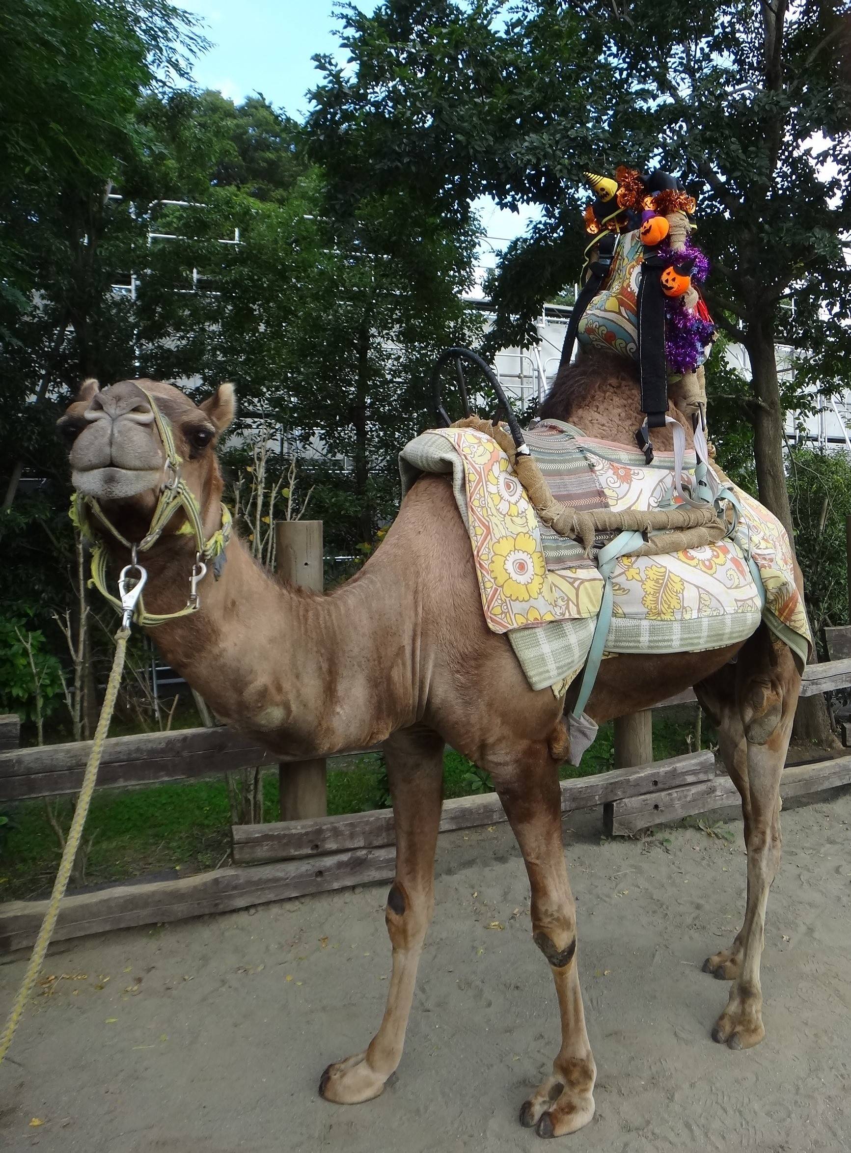 【飼育日誌】20161109ハロウィン・ライド②.jpg
