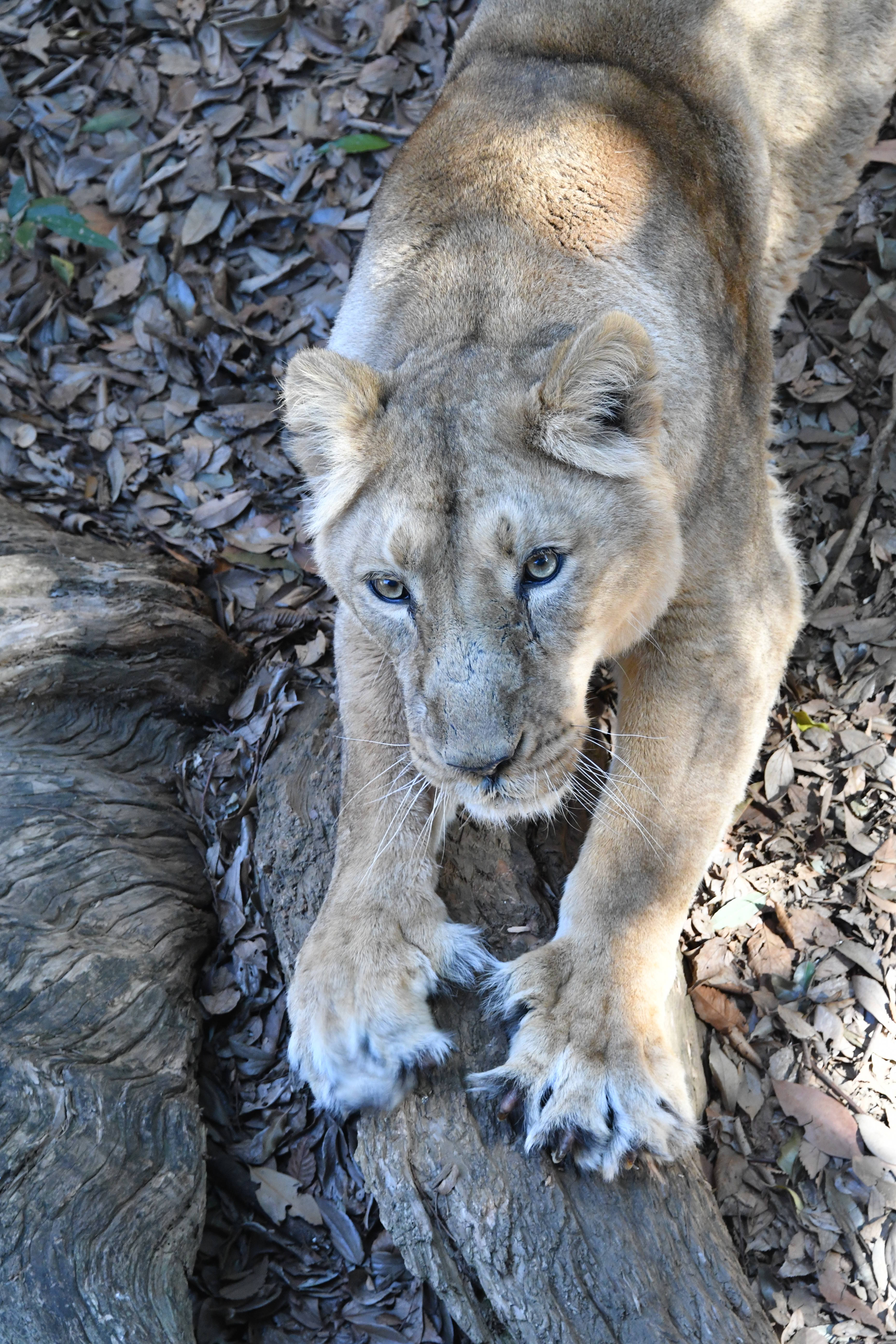 ガウリー (2).jpg