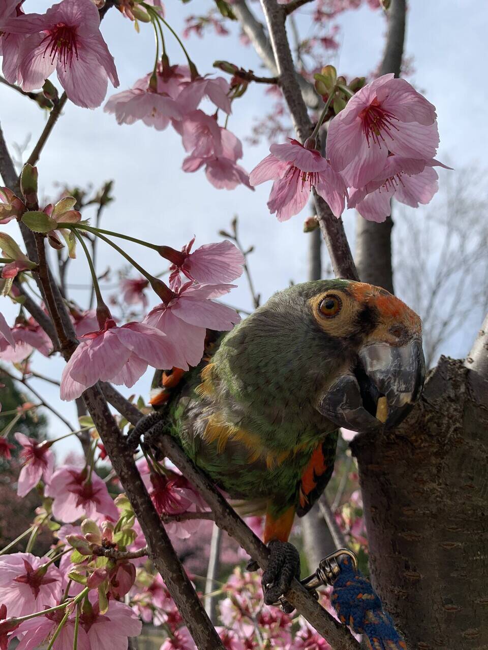 sakura3.jpg