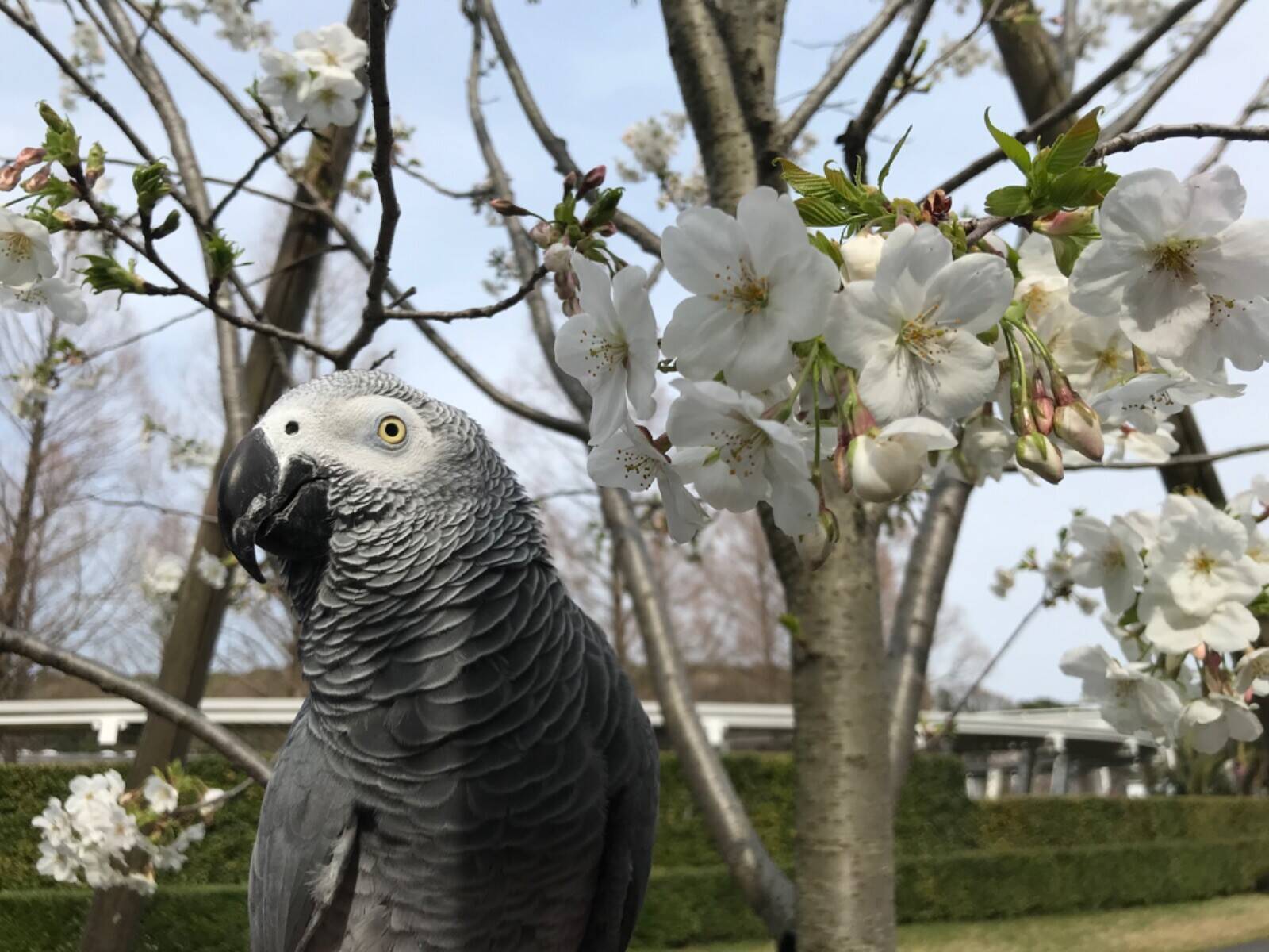 sakura4.jpg