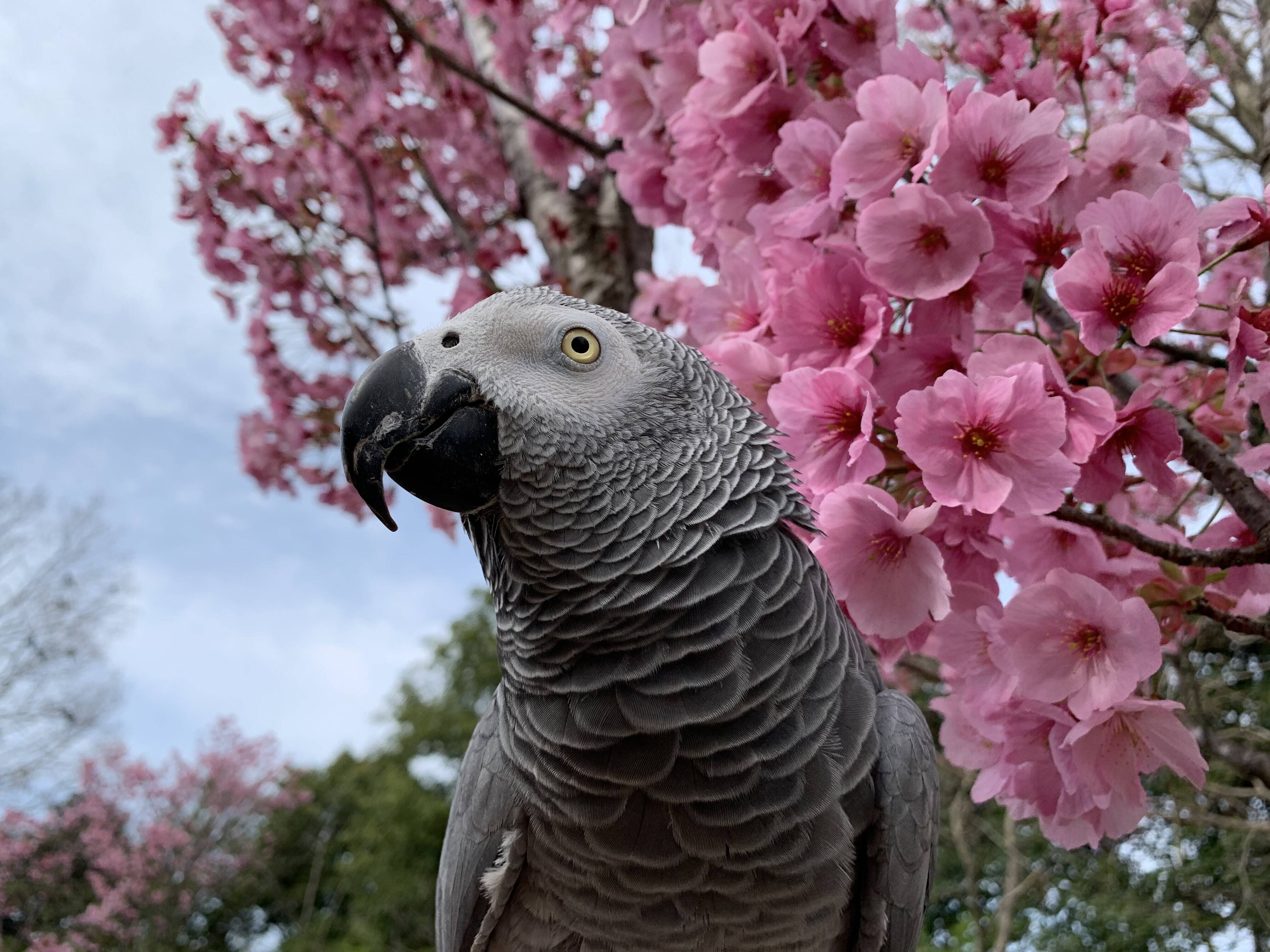 sakura5.jpg