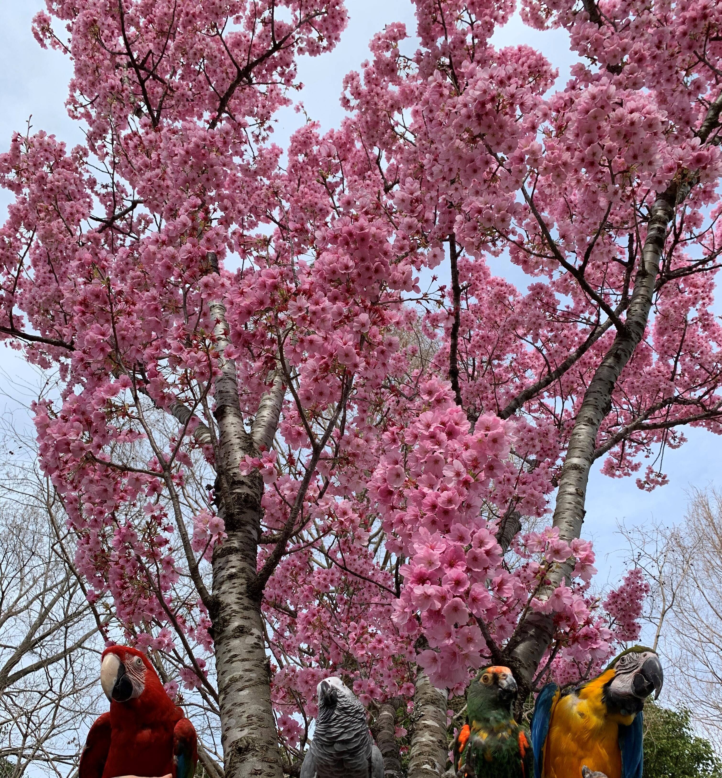 sakura6.jpg