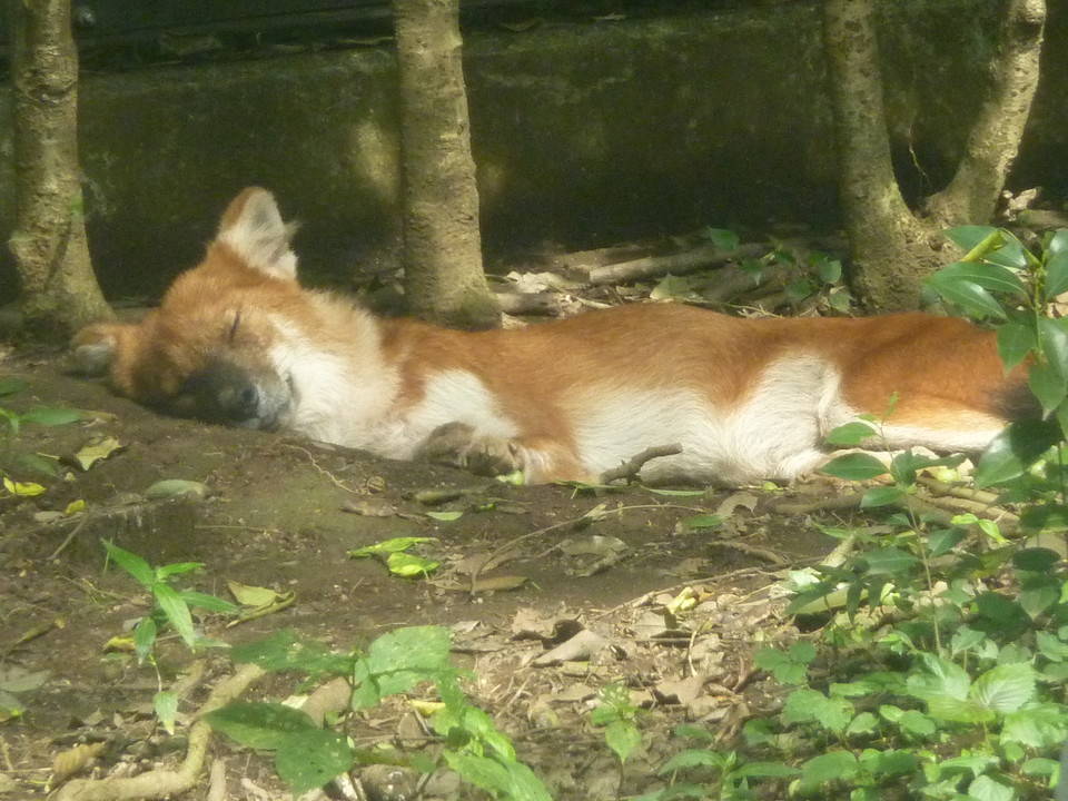 sleeping6.jpg