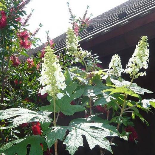 カシワバアジサイ