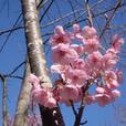 サクラ'陽光'
