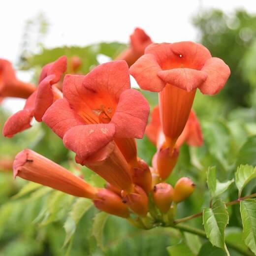 ノウゼンカズラ 