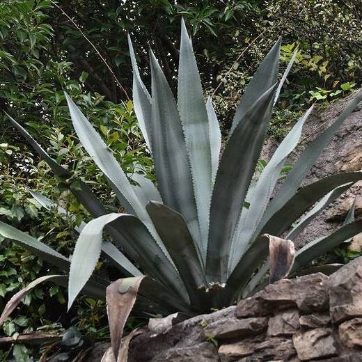 アオノリュウゼツラン