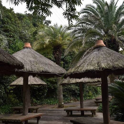 カナリーヤシ(フェニックス)