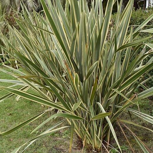 ニューサイラン