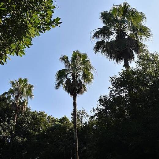 ワシントンヤシ