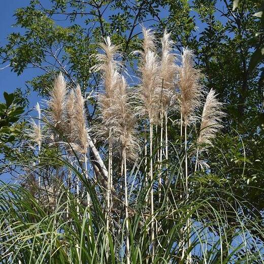 パンパスグラス