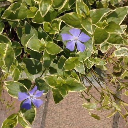 ツルニチニチソウ