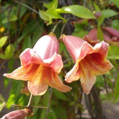 ビグノニア　カプレオラータ