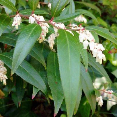 アメリカイワナンテン