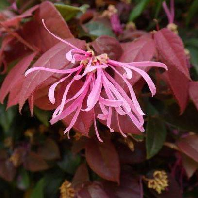 アカバナトキワマンサク