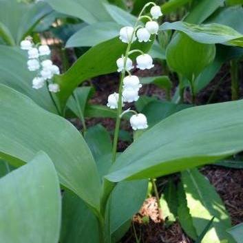 ドイツスズラン