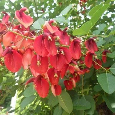 アメリカデイゴ