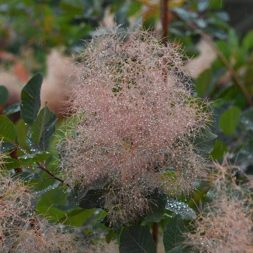 スモークツリー