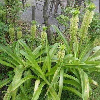 パイナップル・リリー