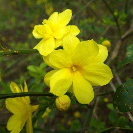 ウンナンオウバイ