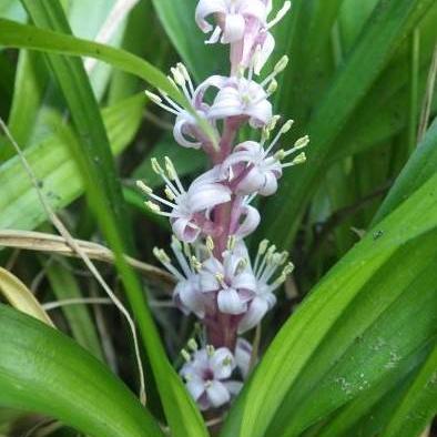 キチジョウソウ