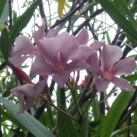 キョウチクトウ