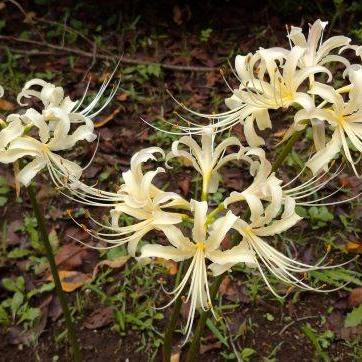 シロバナマンジュシャゲ