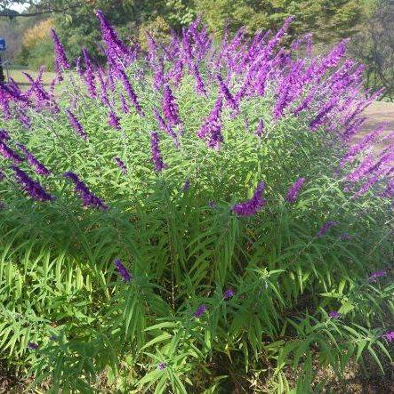 アメジストセージ