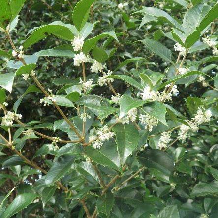 ヒイラギモクセイ