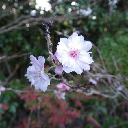 ジュウガツザクラ