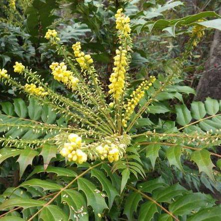 ヒイラギナンテン