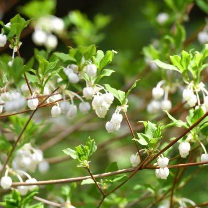 ドウダンツツジ