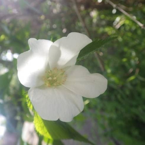 シロヤマブキ