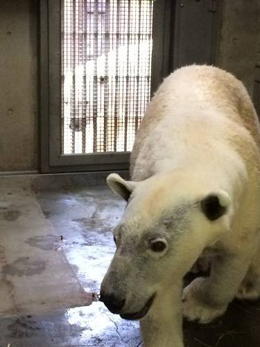 ジャンブイ (2).jpg