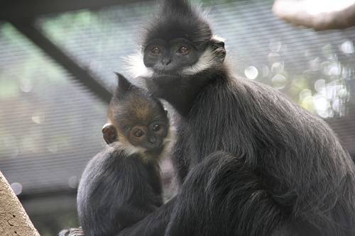 ブログ アンズライム.jpg