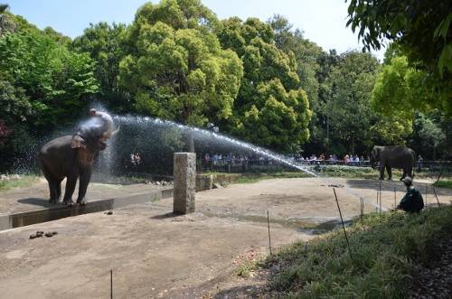 DSC_6295 (500x331).jpg