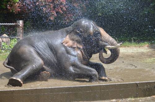 DSC_6357 (500x331).jpg