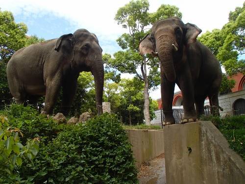 P5040145 (500x375).jpg