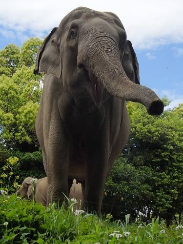 P5040172 (375x500).jpg