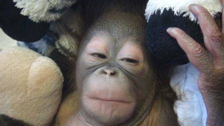オランウータンの赤ちゃん その11|飼育日誌｜ブログ|よこはま